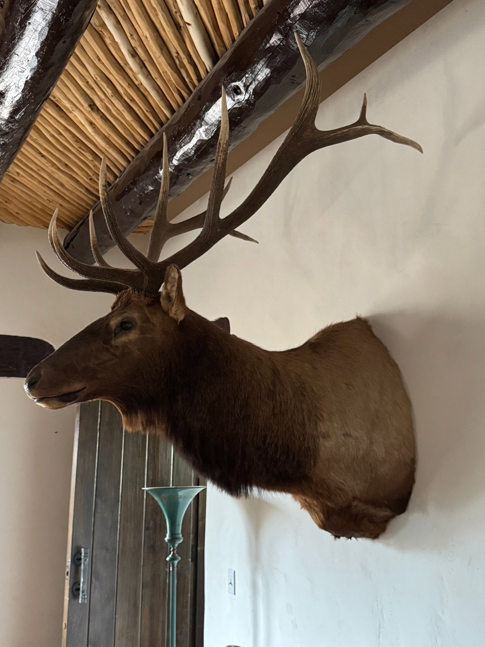 Grand North American Elk Taxidermy Wall Mount - 7