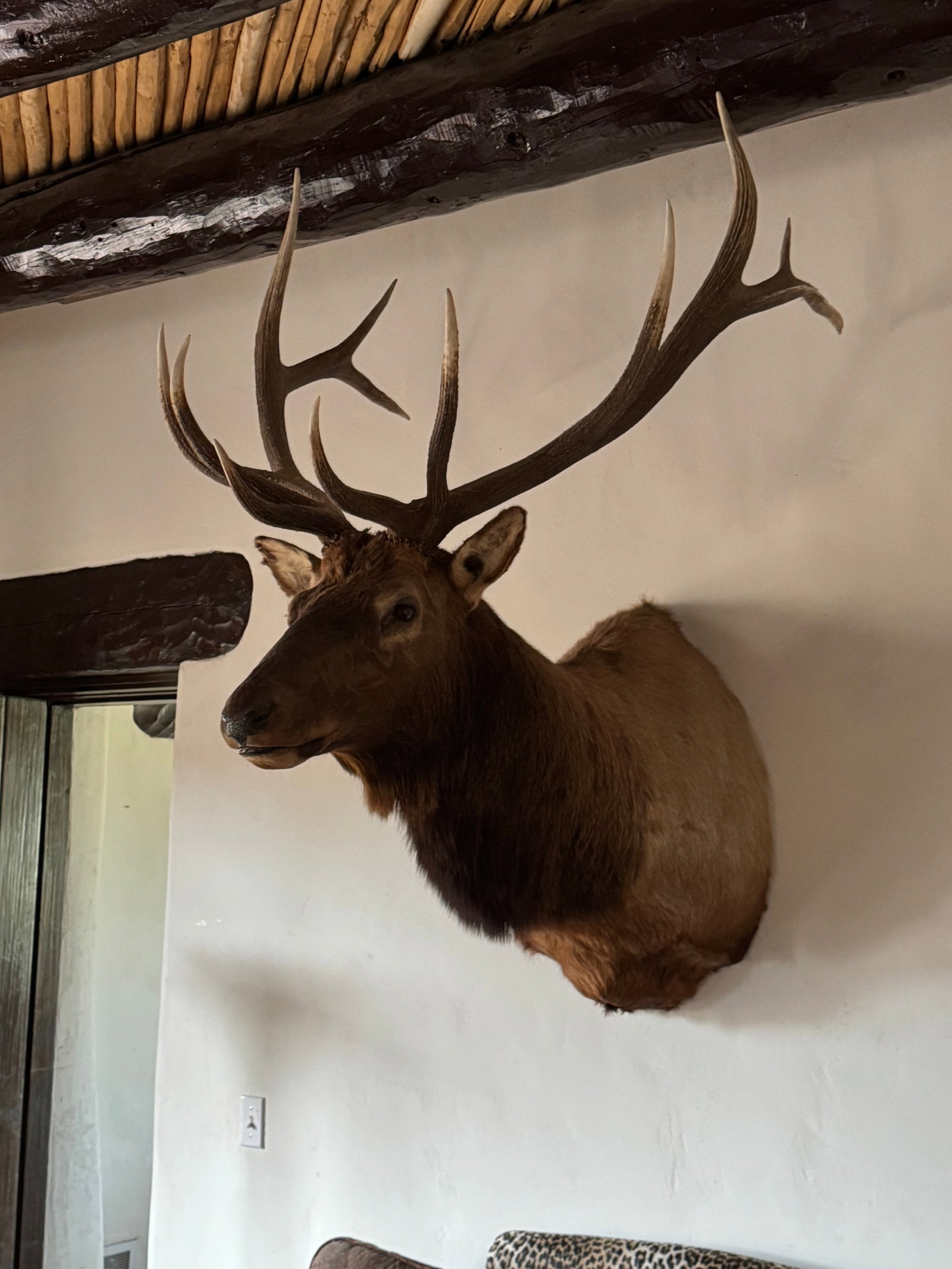 Grand North American Elk Taxidermy Wall Mount - 8