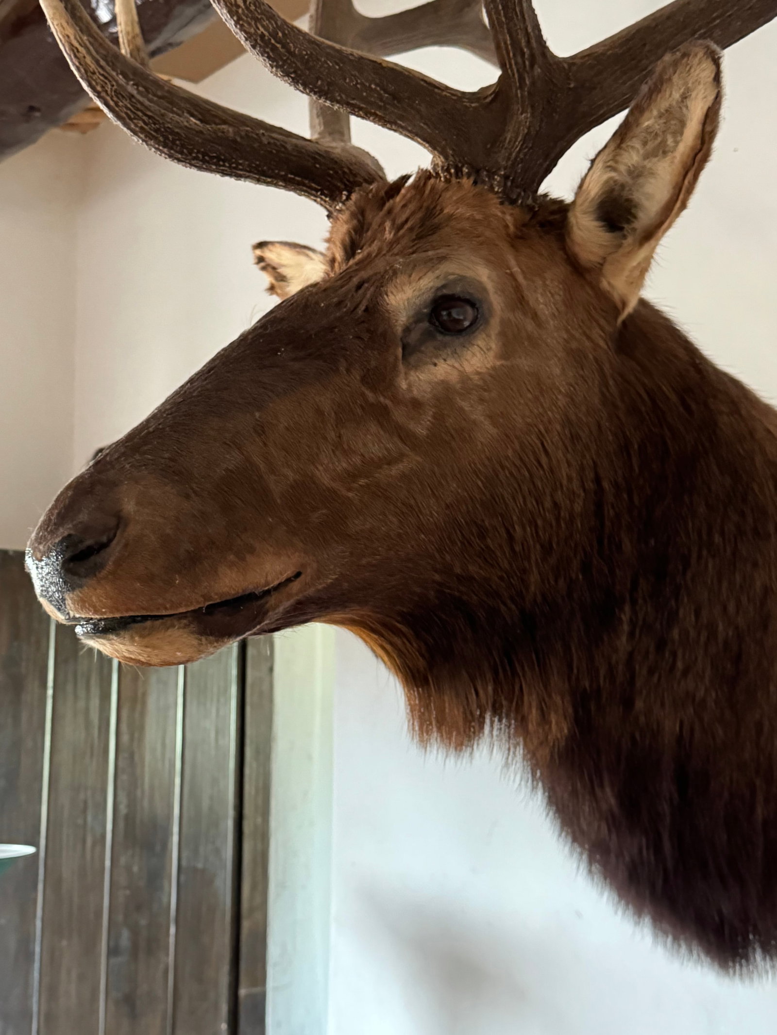Grand North American Elk Taxidermy Wall Mount - 9