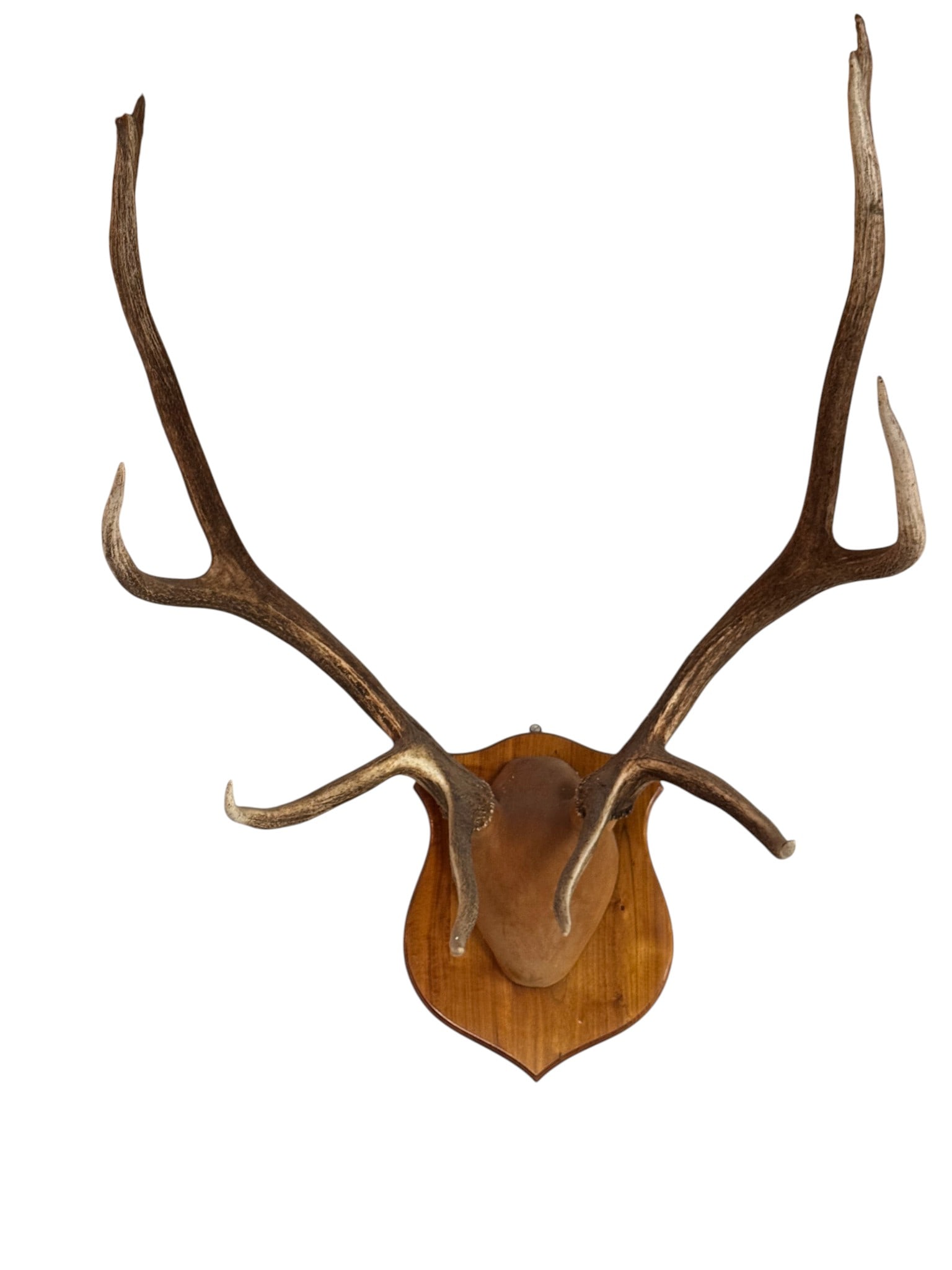 10 Point Elk Antler Mount (1 of 3)