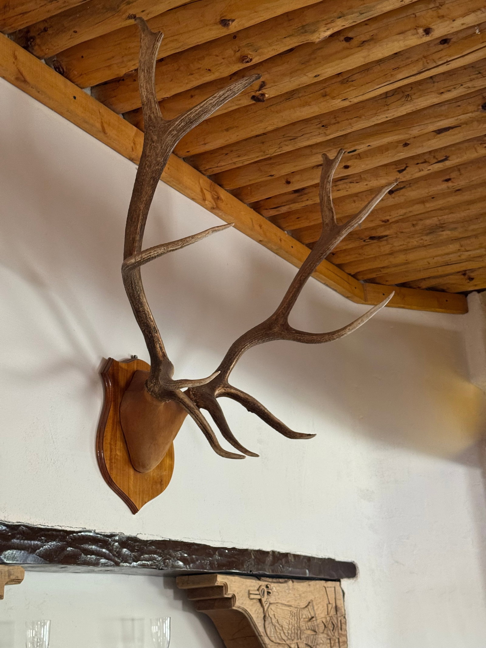10 Point Elk Antler Mount - 3