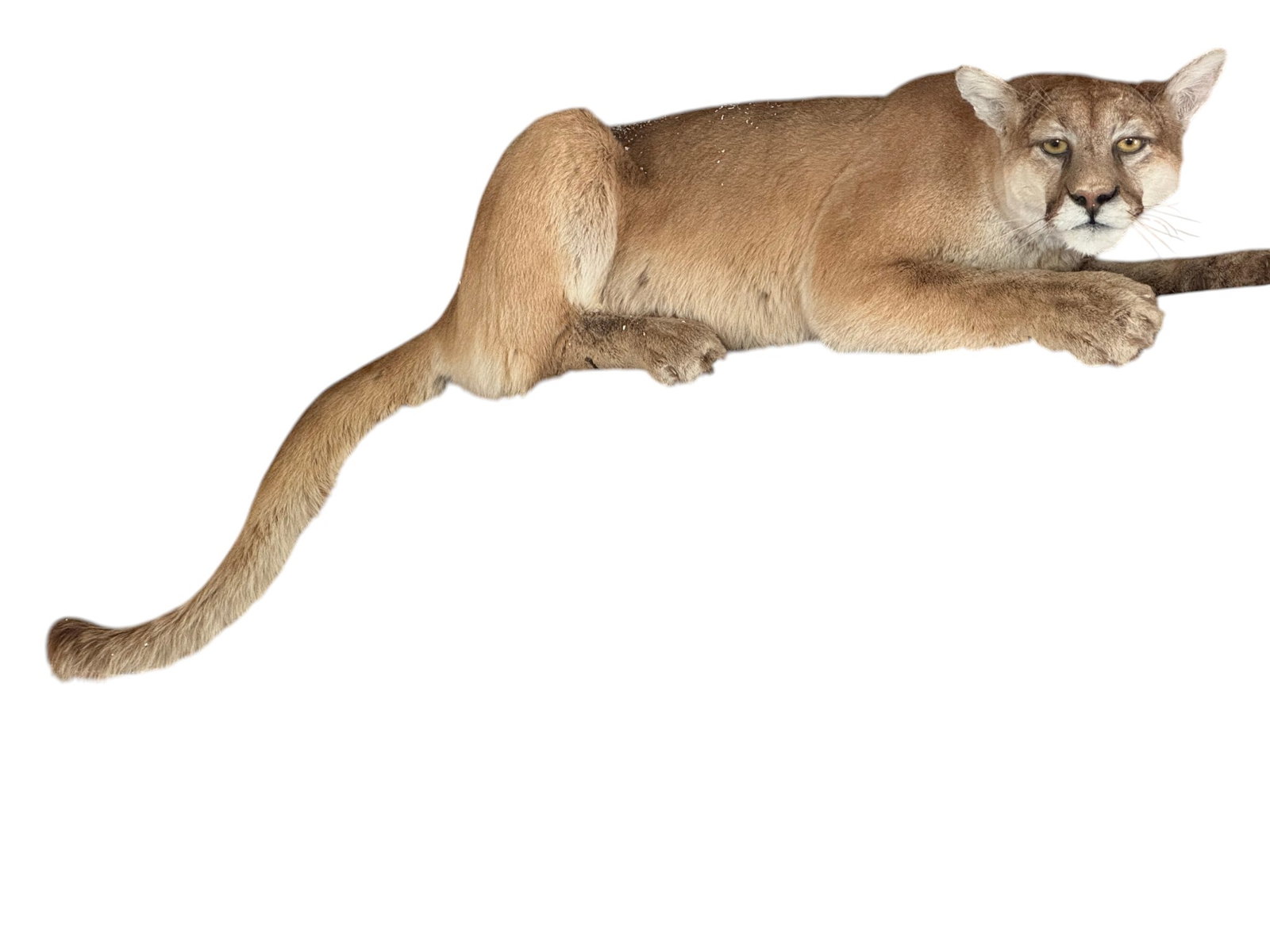 Lifesize Taxidermy Cougar (Puma concolor): A large, lifelike taxidermy mount of a cougar, also known as a mountain lion, puma, or panther. The cougar is depicted in a relaxed, resting pose, suitable for display on a large beam or ledge. The