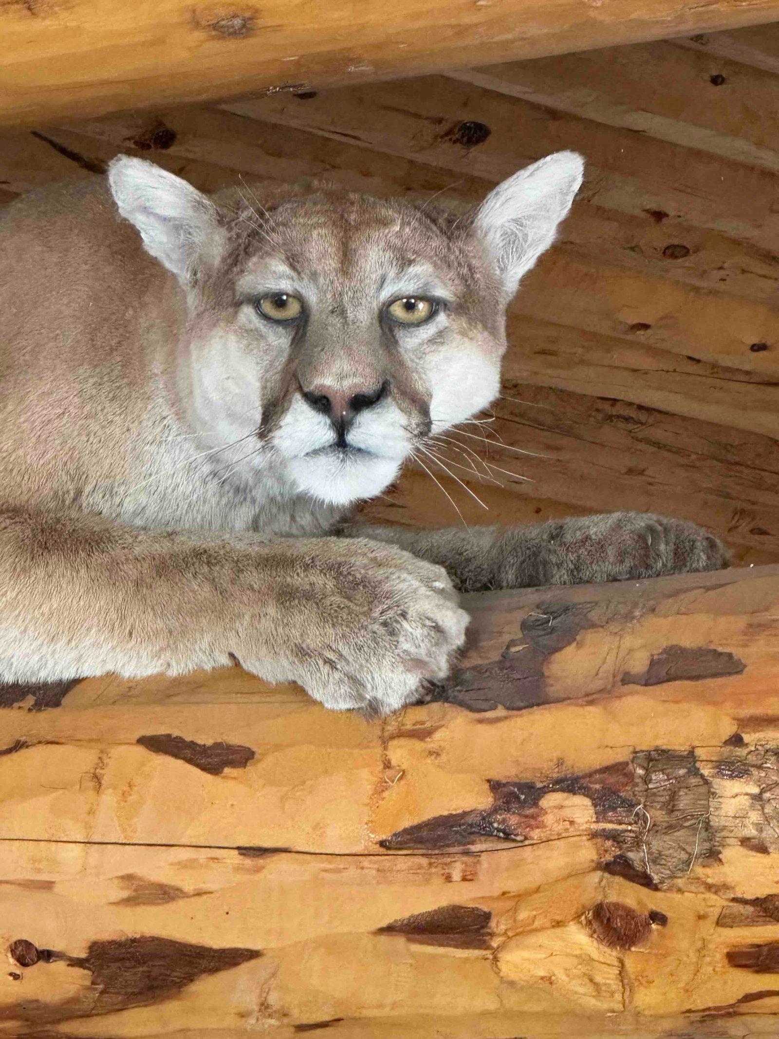 Lifesize Taxidermy Cougar (Puma concolor) - 2