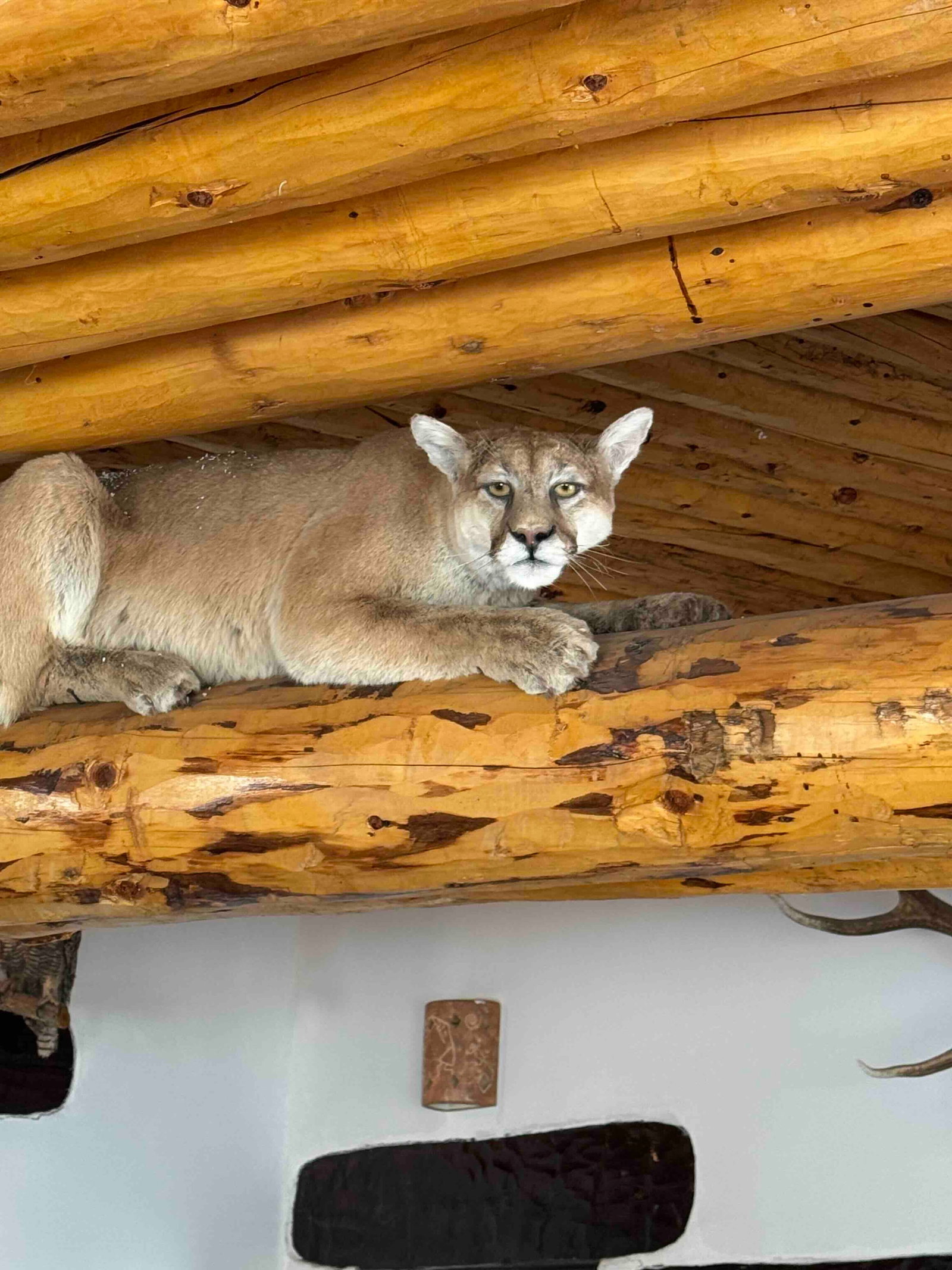 Lifesize Taxidermy Cougar (Puma concolor) - 3