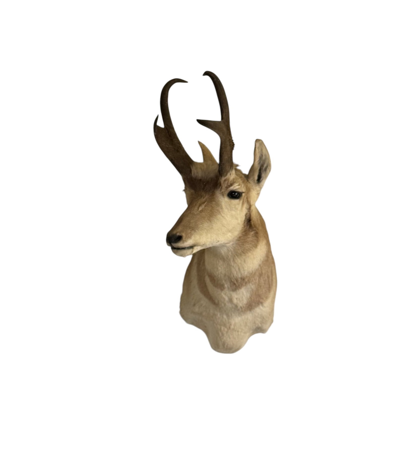 Pronghorn Antelope Taxidermy Mount (1 of 2)