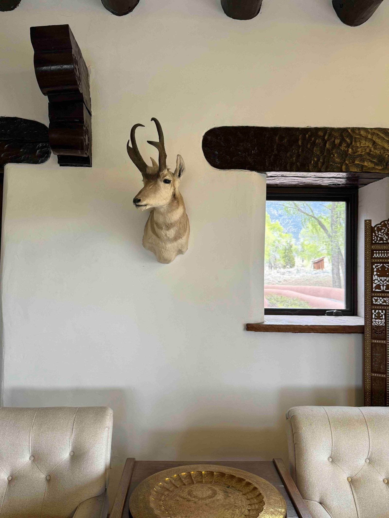 Pronghorn Antelope Taxidermy Mount - 2
