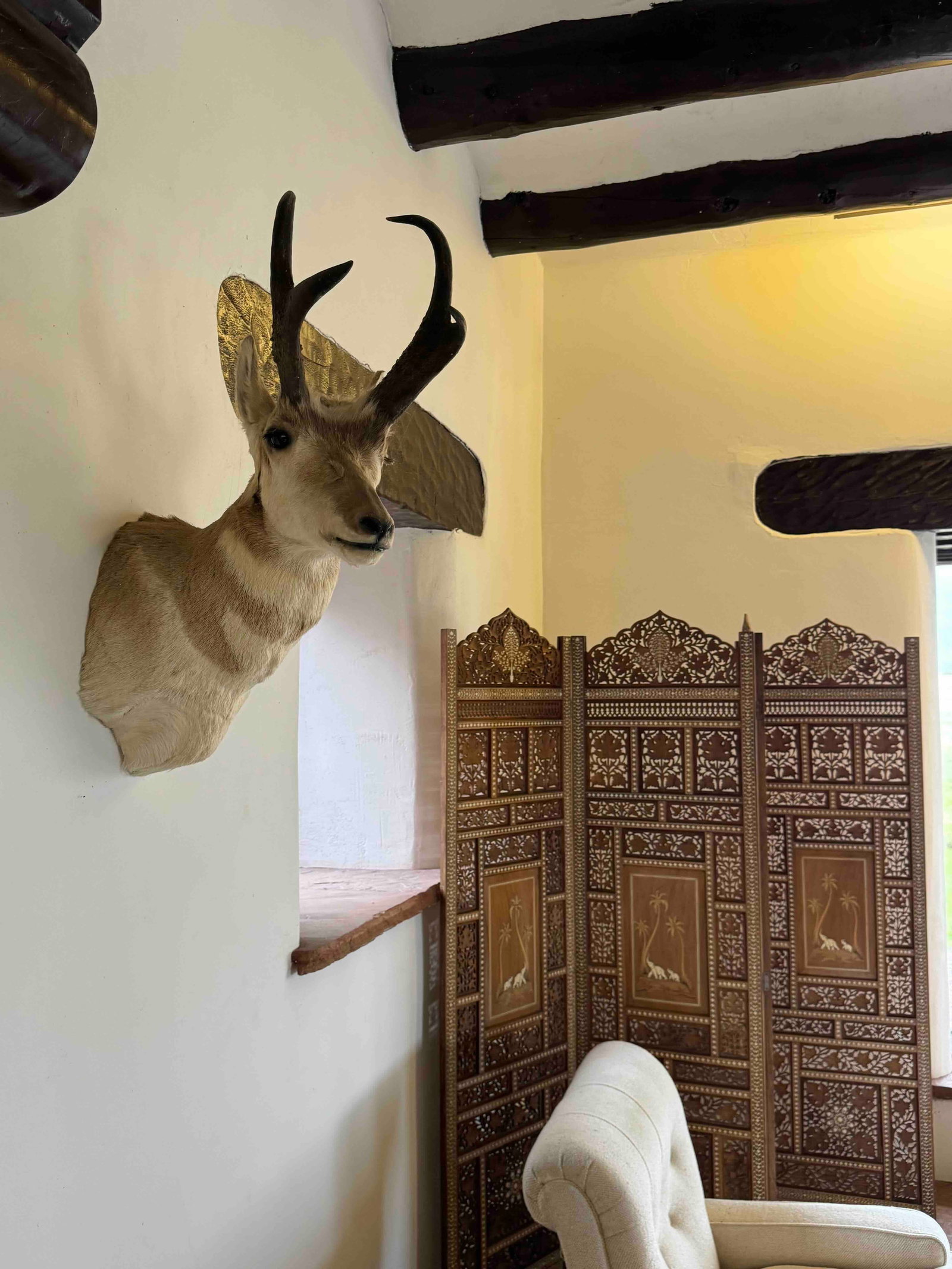 Pronghorn Antelope Taxidermy Mount - 3