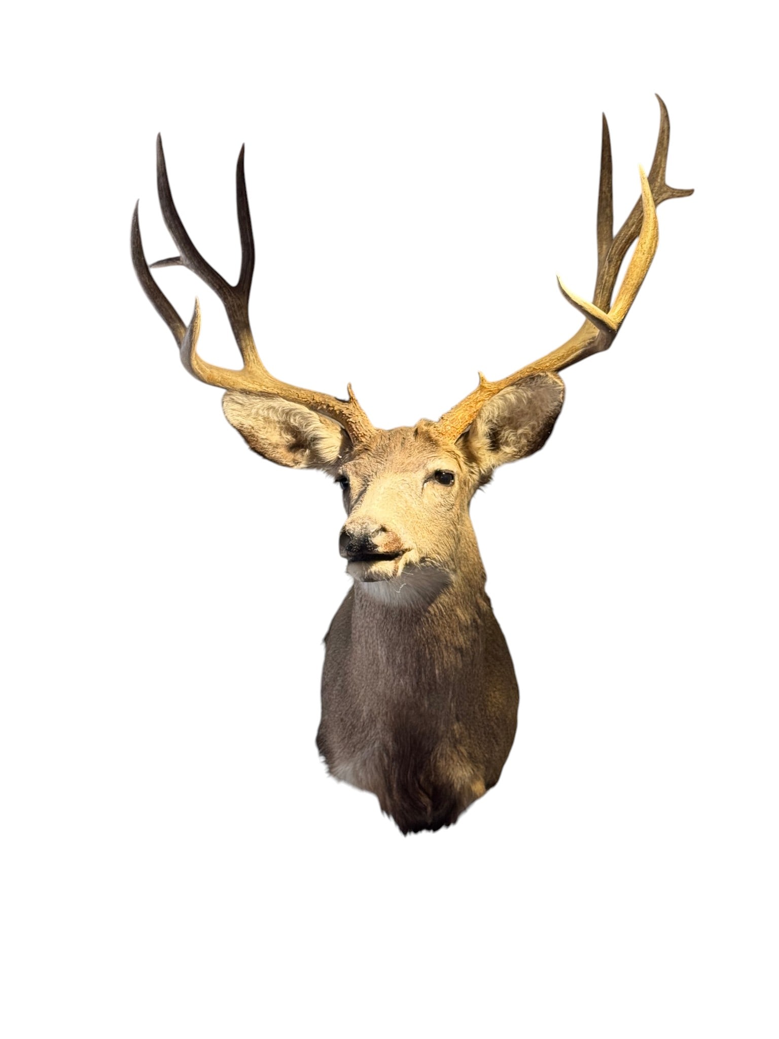 Trophy Blacktail Deer Shoulder Mount, Early 21st Century (1 of 2)