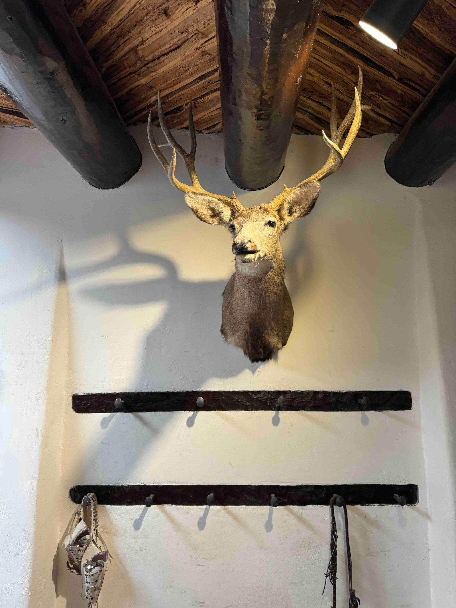 Trophy Mule Deer Shoulder Mount, Early 21st Century - 2