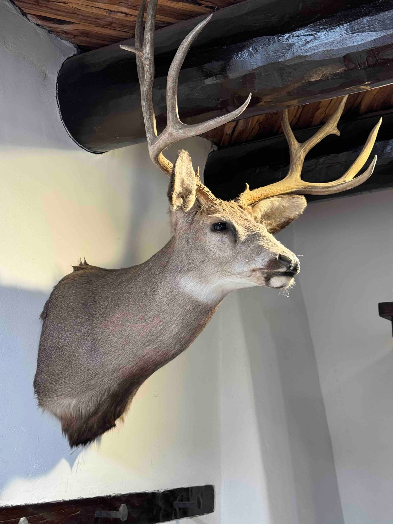Trophy Mule Deer Shoulder Mount, Early 21st Century - 3