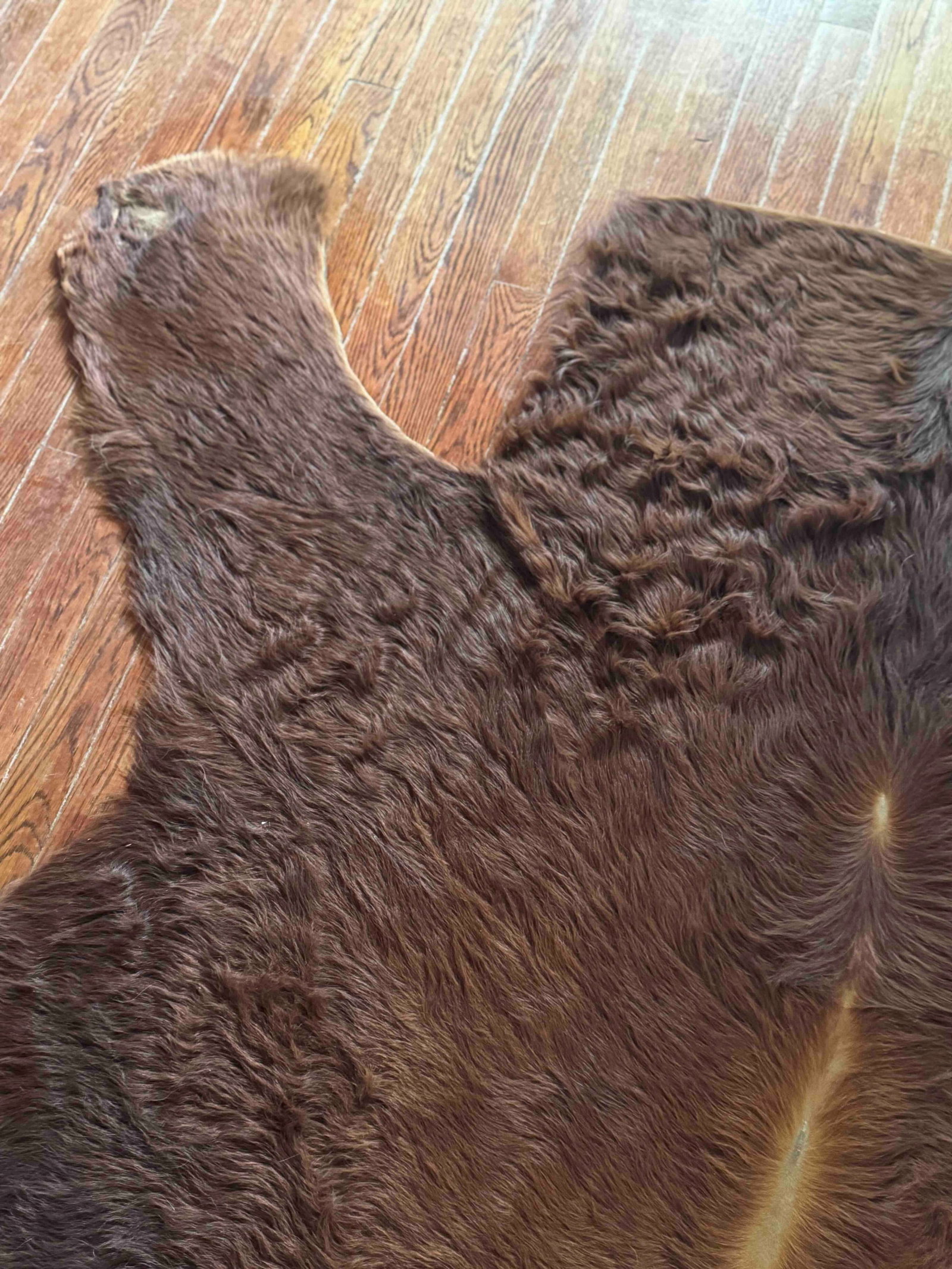 Vintage Brown Bear Hide Rug - 4