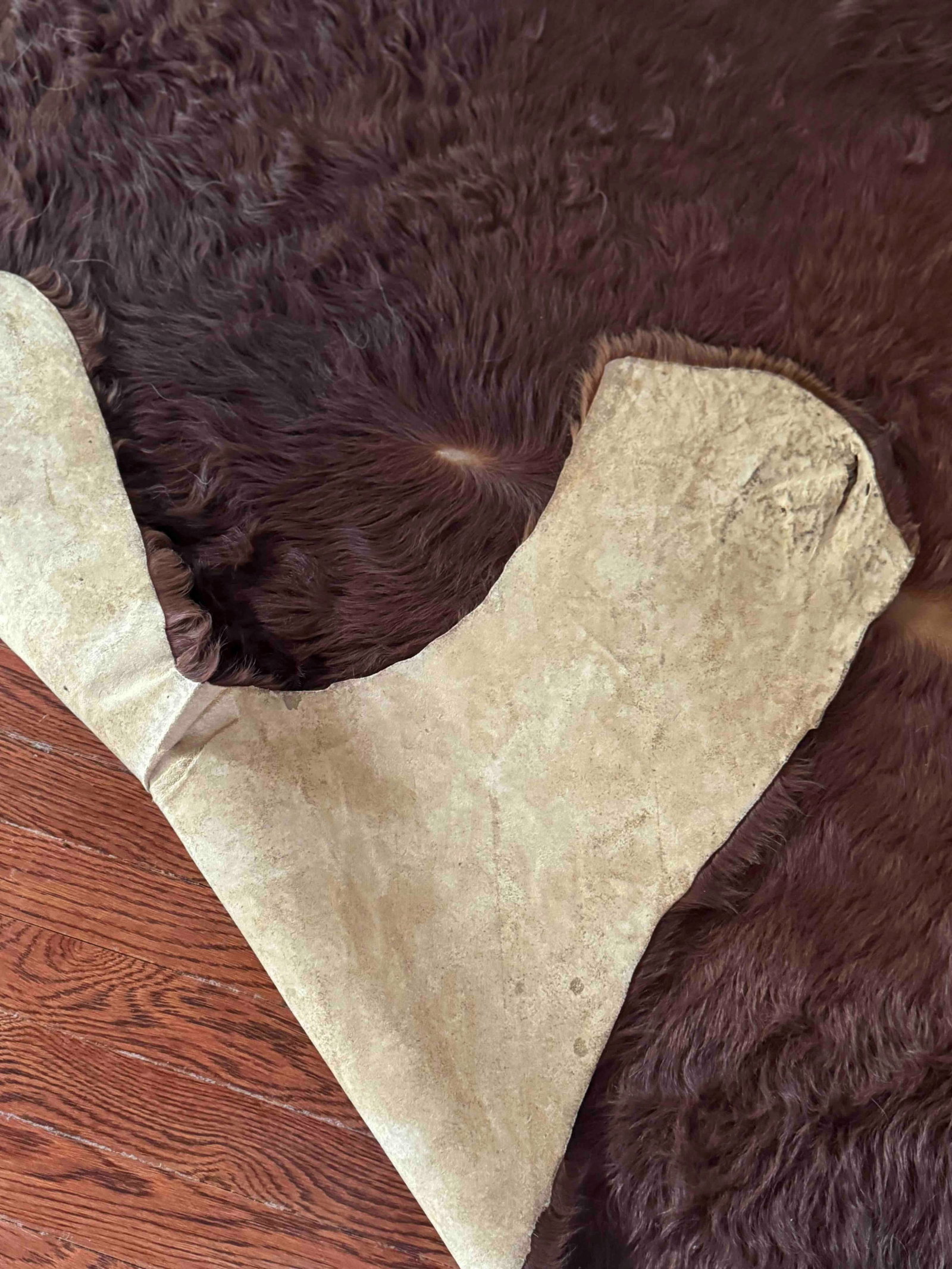 Vintage Brown Bear Hide Rug - 5