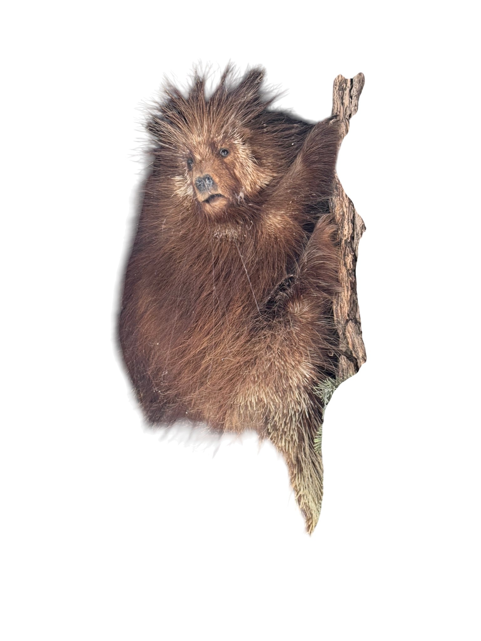 Taxidermy North American Porcupine (Erethizon dorsatum) Mount: A striking taxidermy mount of a North American Porcupine (Erethizon dorsatum) presented in a climbing or perching pose. The porcupine, known for its dense coat of quills, is realistically rendered