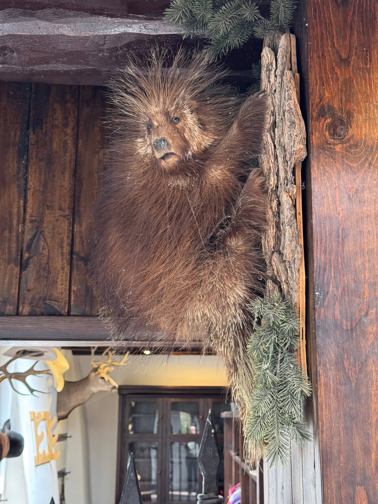Taxidermy North American Porcupine (Erethizon dorsatum) Mount - 2