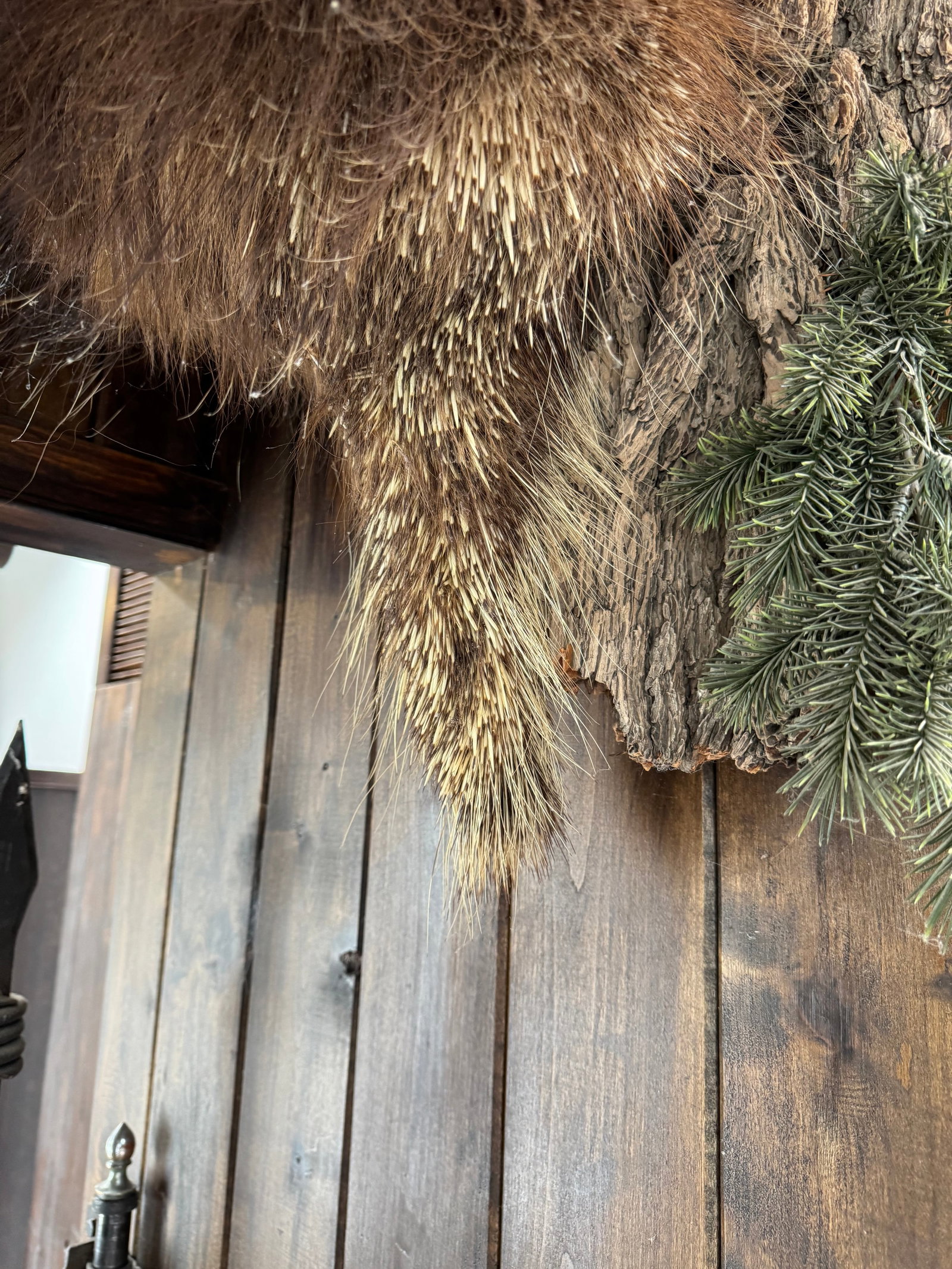 Taxidermy North American Porcupine (Erethizon dorsatum) Mount - 3