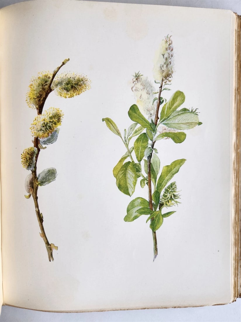 1914 BRITISH FLOWERING PLANTS antique ILLUSTRATED by PERRIN 2 folio volumes - 17