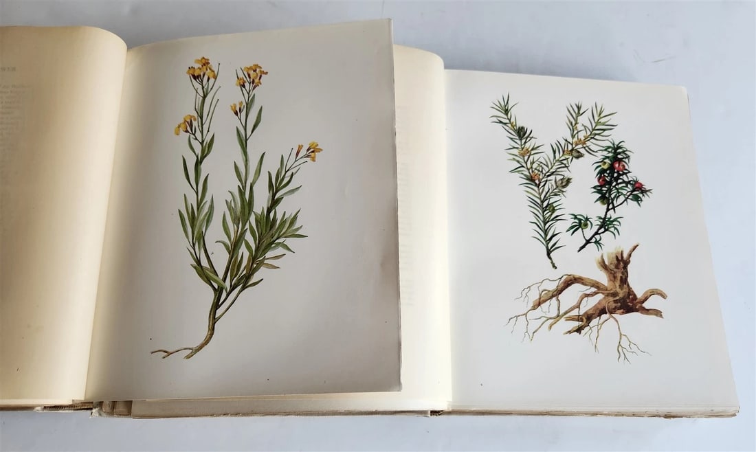 1914 BRITISH FLOWERING PLANTS antique ILLUSTRATED by PERRIN 2 folio volumes - 4