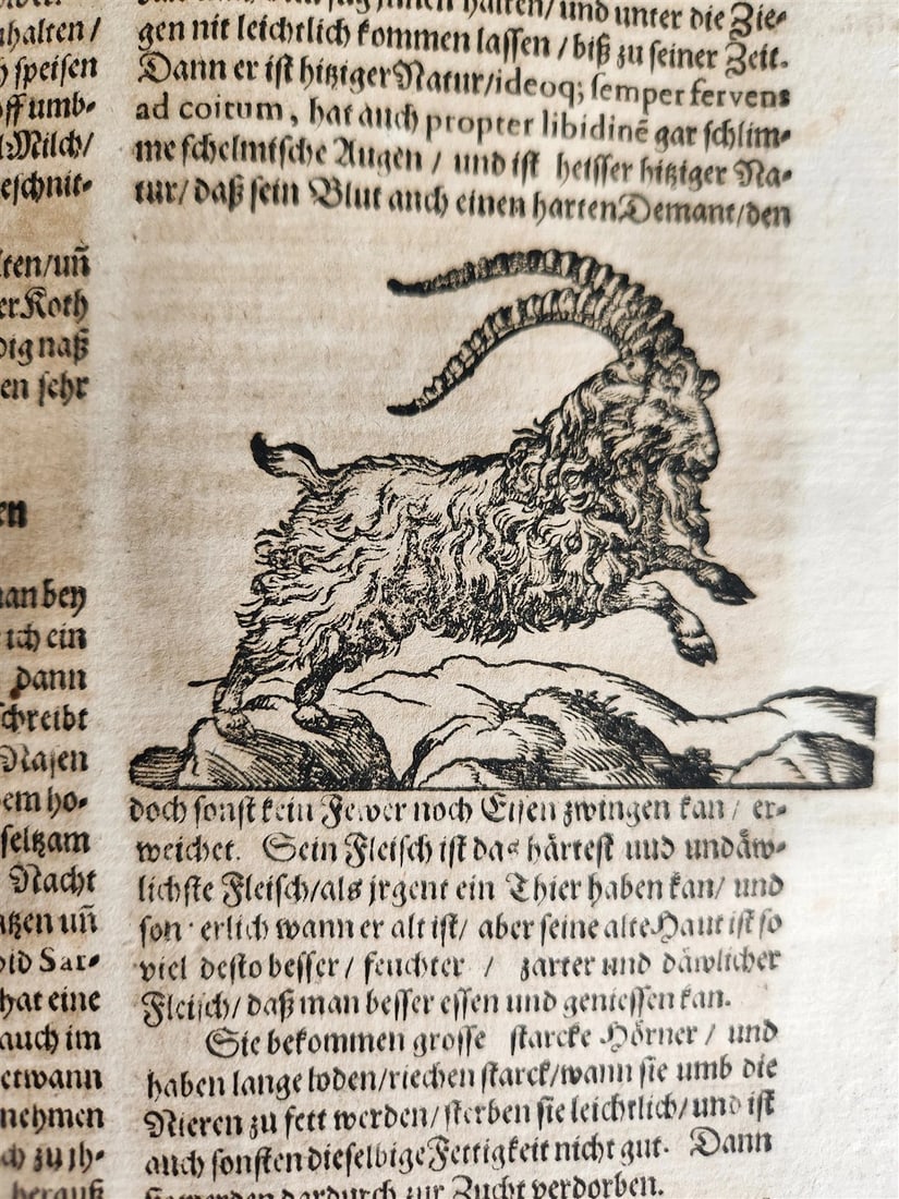 1665 OECONOMIA ILLUSTRATED antique hunting fishing livestock breeding PIGSKIN - 12