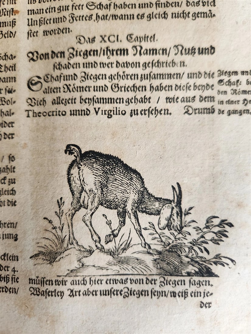 1665 OECONOMIA ILLUSTRATED antique hunting fishing livestock breeding PIGSKIN - 13
