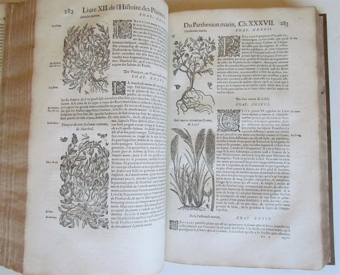 1615 HISTORY of PLANTS by Jacques DALECHAMPS ILLUSTRATED 2 FOLIO VOLUMES antique - 12