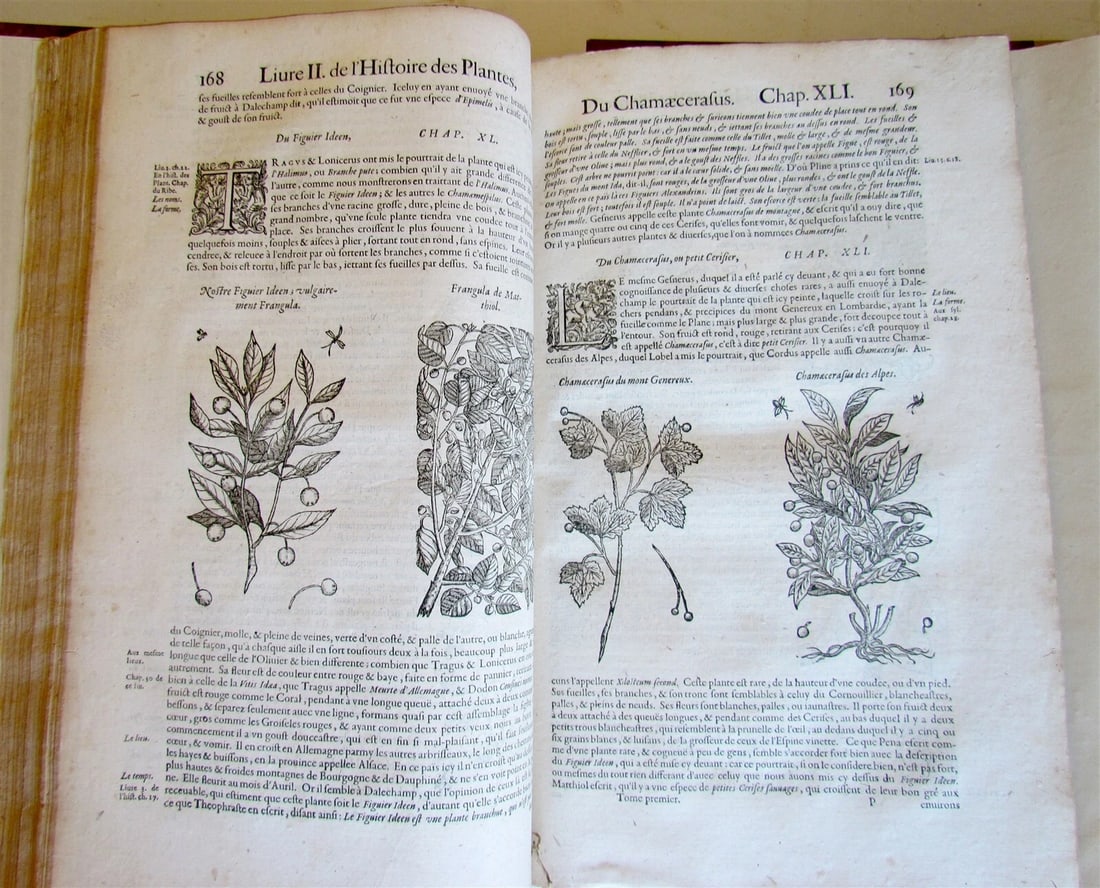 1615 HISTORY of PLANTS by Jacques DALECHAMPS ILLUSTRATED 2 FOLIO VOLUMES antique - 5