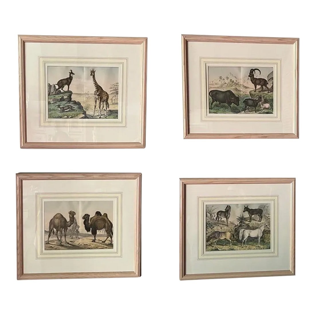 Set of 4, Natural History of the Animal Kingdom Engravings Circa 1860: Set of 4, Natural History of the Animal Kingdom Engravings Circa 1860. Each of these finely hand colored book plate engravings feature animals from all over the world. This series features Mammals inc