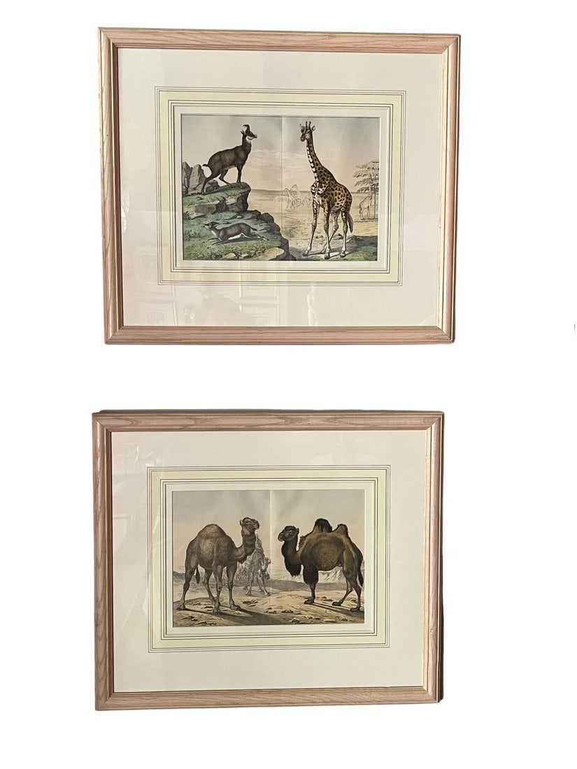 Set of 4, Natural History of the Animal Kingdom Engravings Circa 1860 - 2