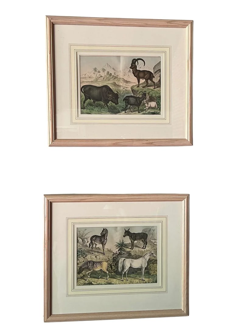 Set of 4, Natural History of the Animal Kingdom Engravings Circa 1860 - 3