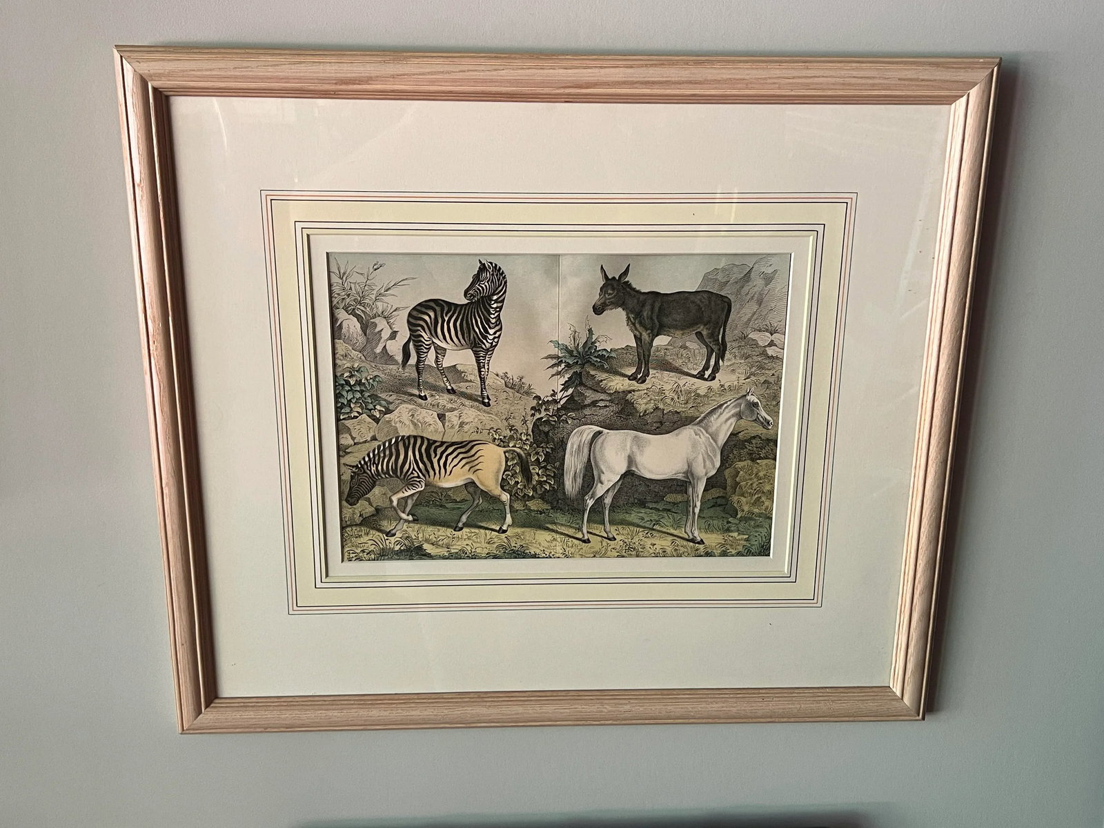 Set of 4, Natural History of the Animal Kingdom Engravings Circa 1860 - 4