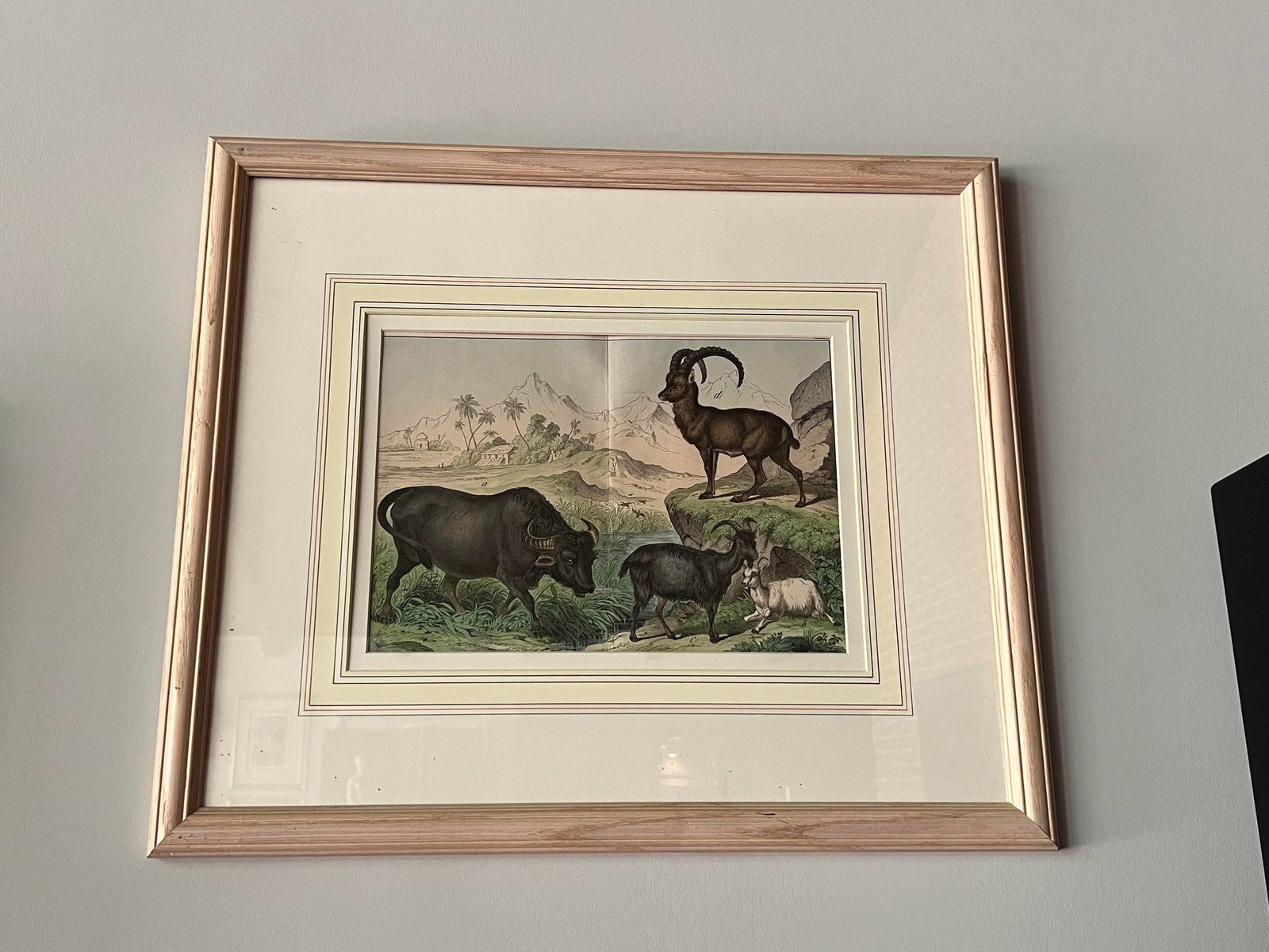 Set of 4, Natural History of the Animal Kingdom Engravings Circa 1860 - 5