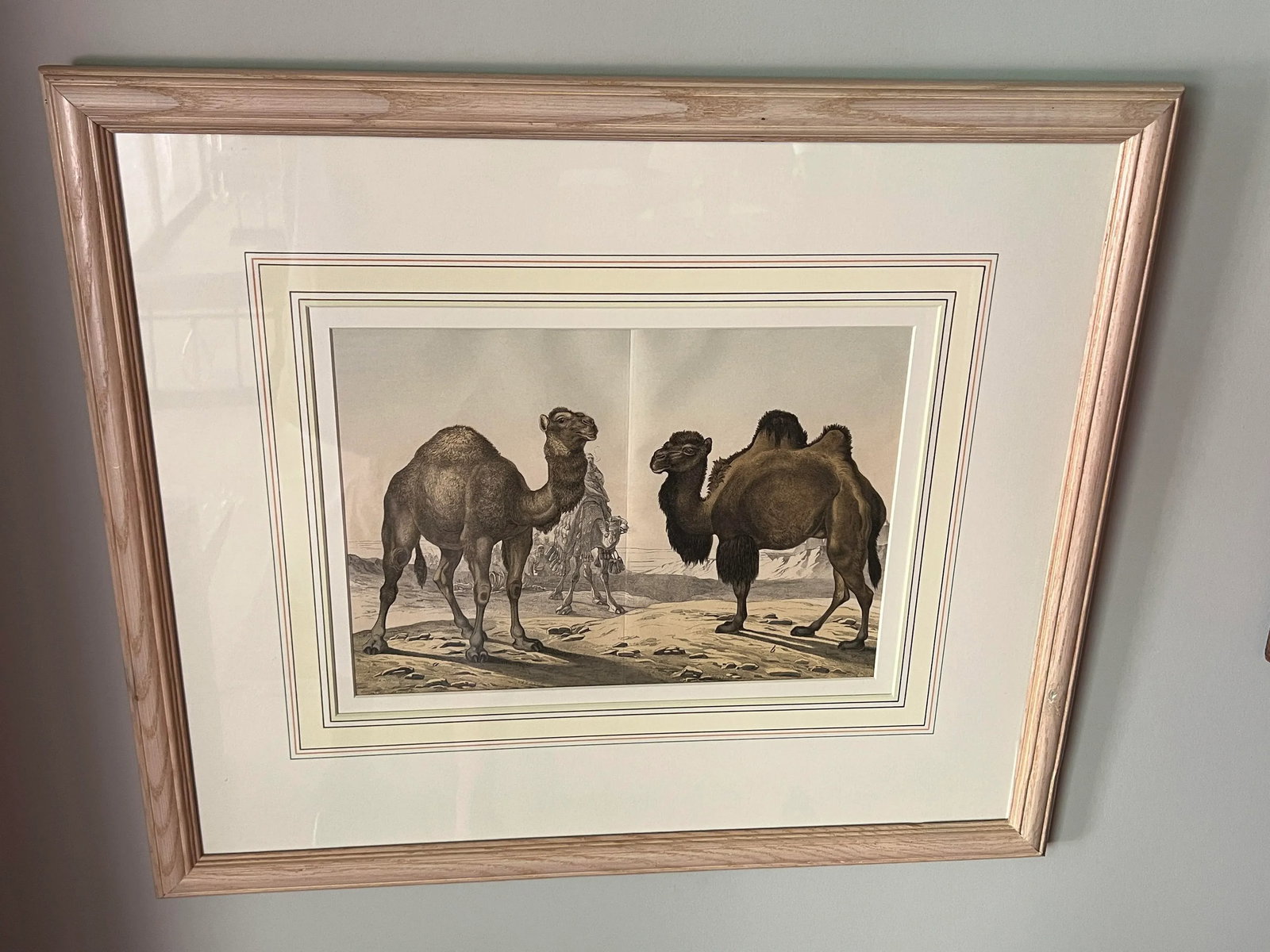 Set of 4, Natural History of the Animal Kingdom Engravings Circa 1860 - 6