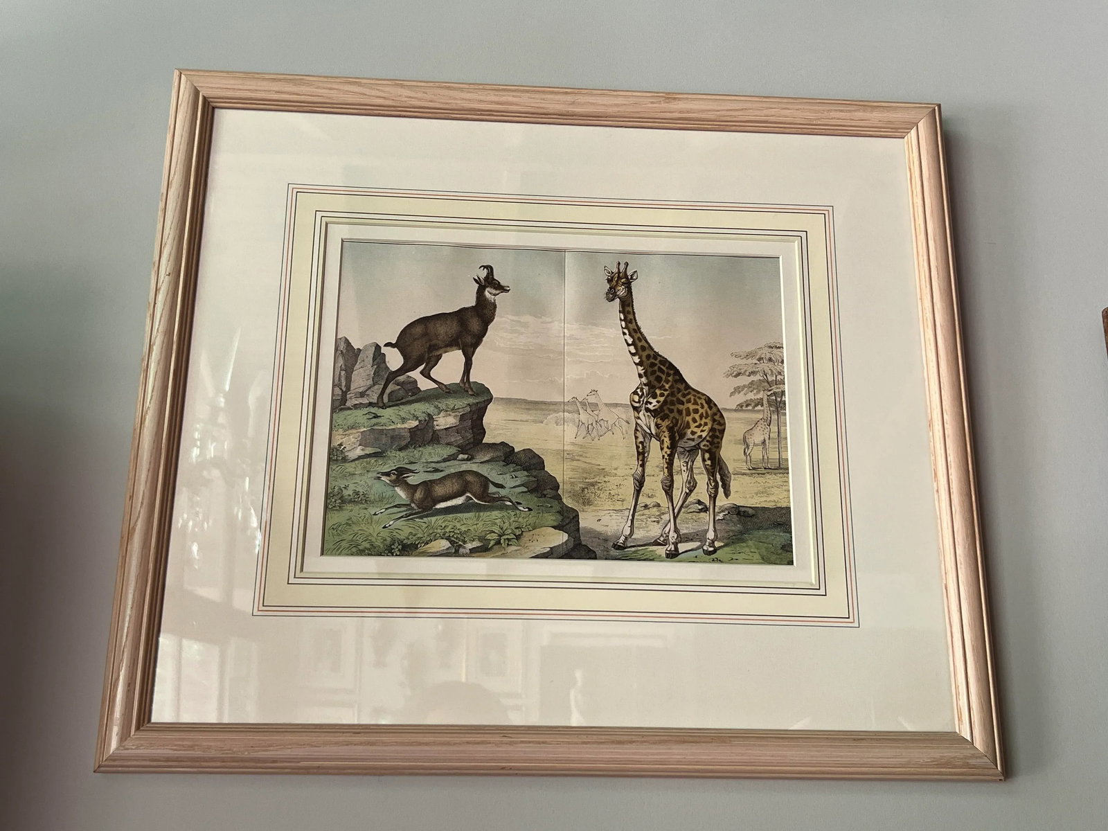 Set of 4, Natural History of the Animal Kingdom Engravings Circa 1860 - 7