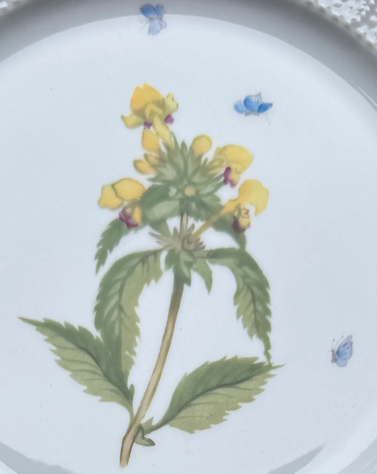Four Nymphenburg Porcelain Botanical Plates - 4