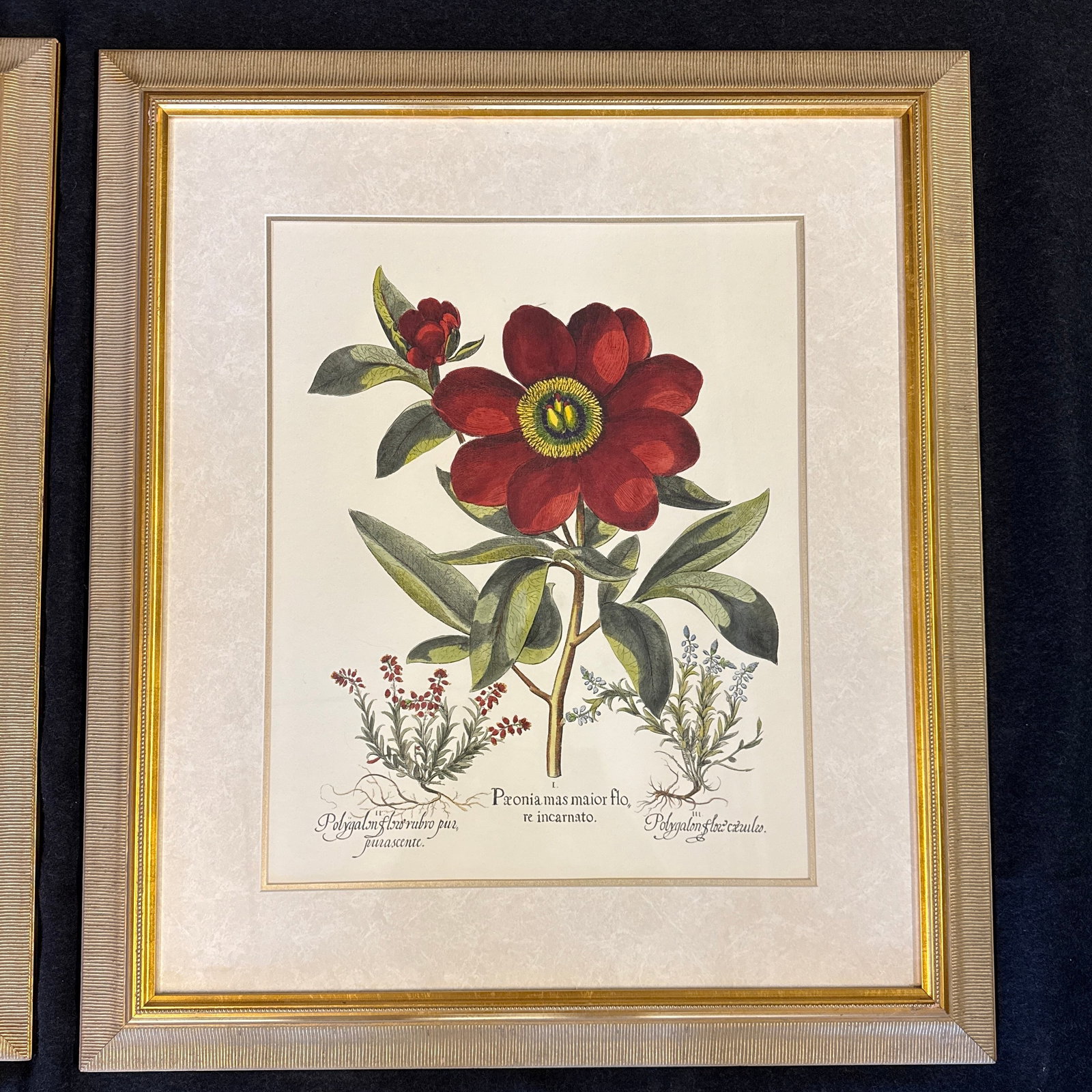 Large Botanical Lithographs Vibrant Color In Gold Gilt Frames Set Of 2 Red Floral - 3
