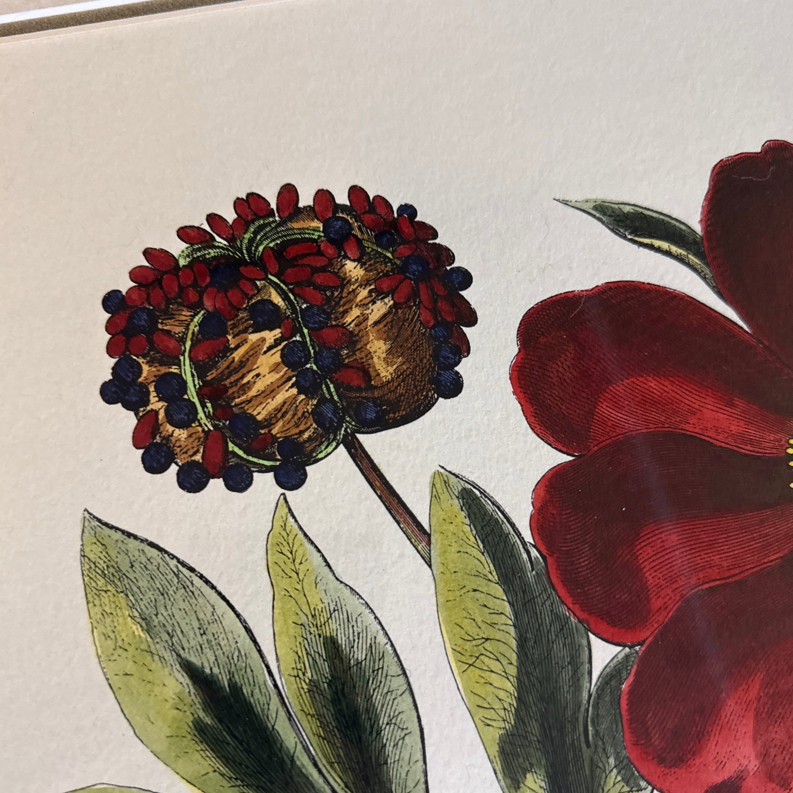 Large Botanical Lithographs Vibrant Color In Gold Gilt Frames Set Of 2 Red Floral - 7