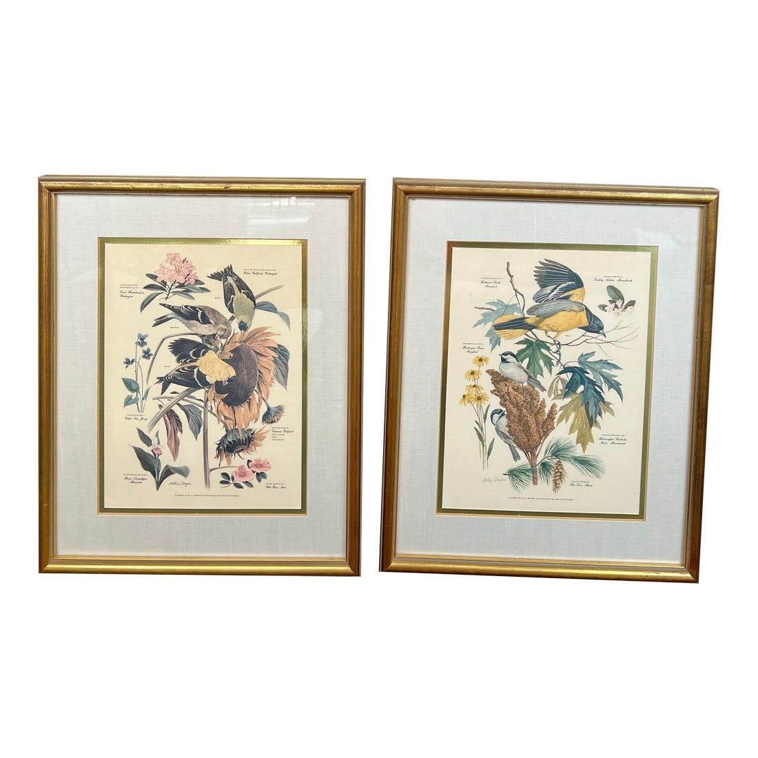 Mid Century Pair of Framed Audubon Bird & Flower Prints Signed Arthur Singer -2: Vintage pair of framed art prints by American wildlife artist Arthur Singer, specifically featuring bird illustrations from his series. The print displays detailed bird subjects with flowers, labeled 