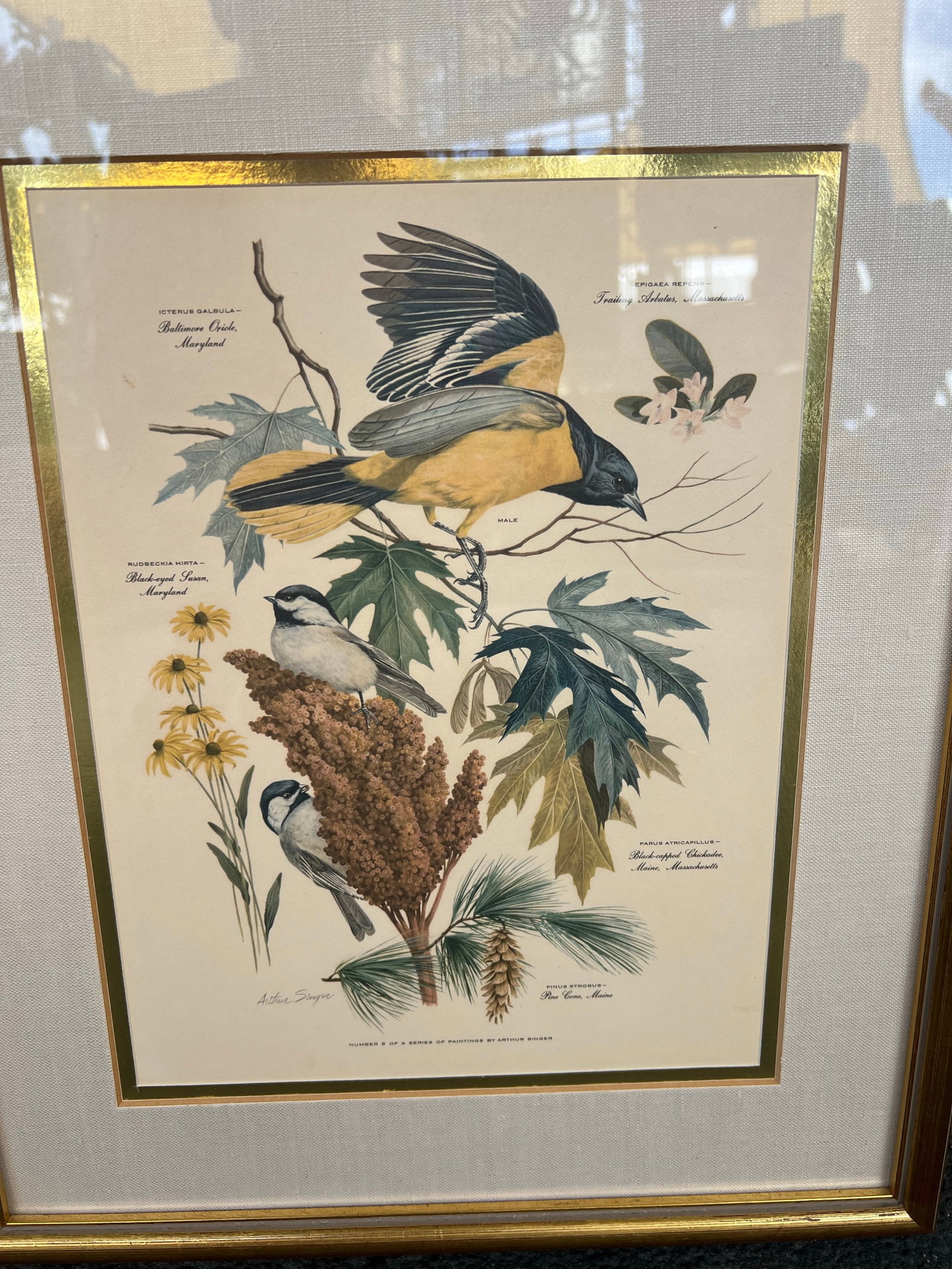 Mid Century Pair of Framed Audubon Bird & Flower Prints Signed Arthur Singer -2 - 2