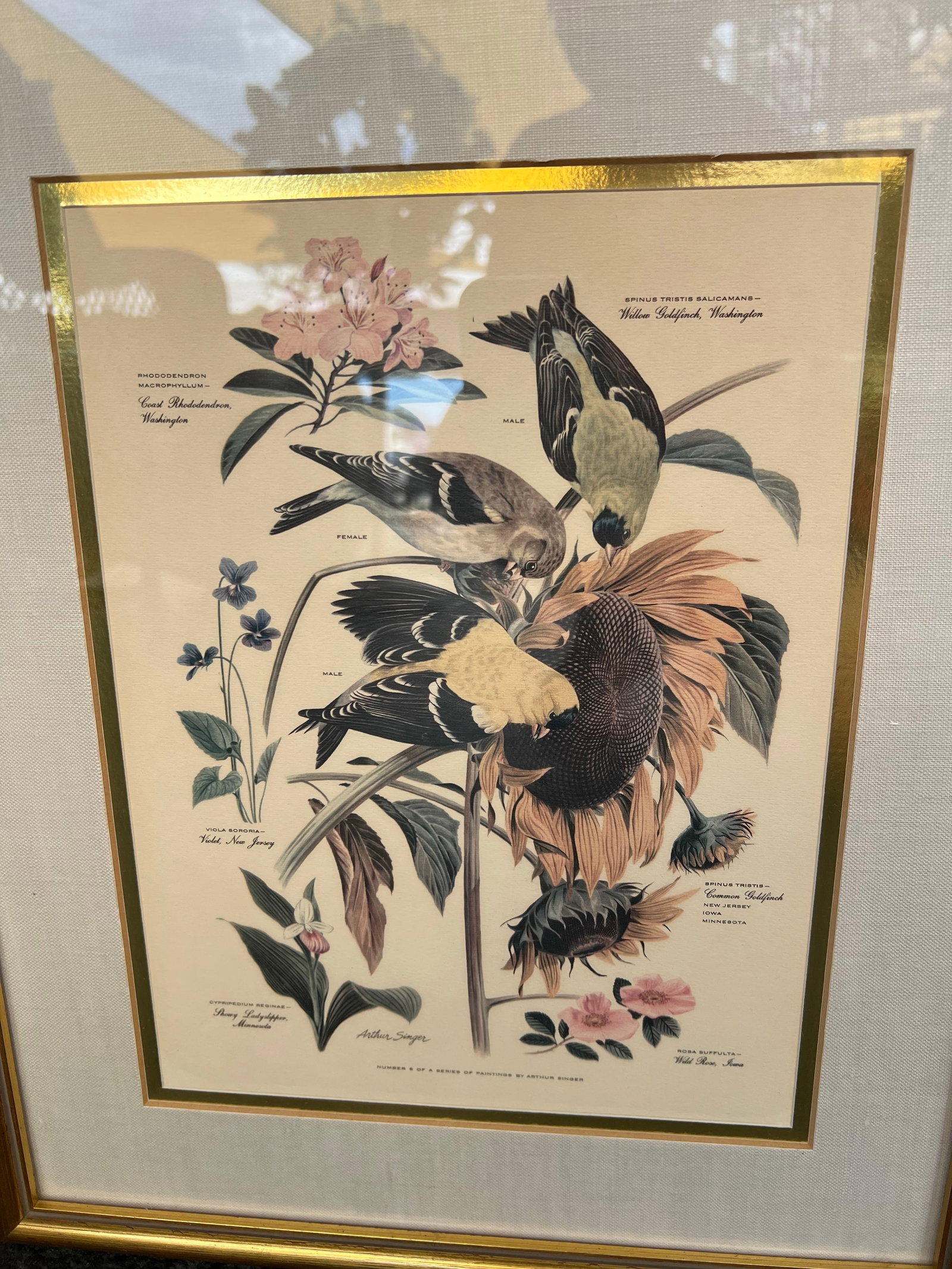 Mid Century Pair of Framed Audubon Bird & Flower Prints Signed Arthur Singer -2 - 5