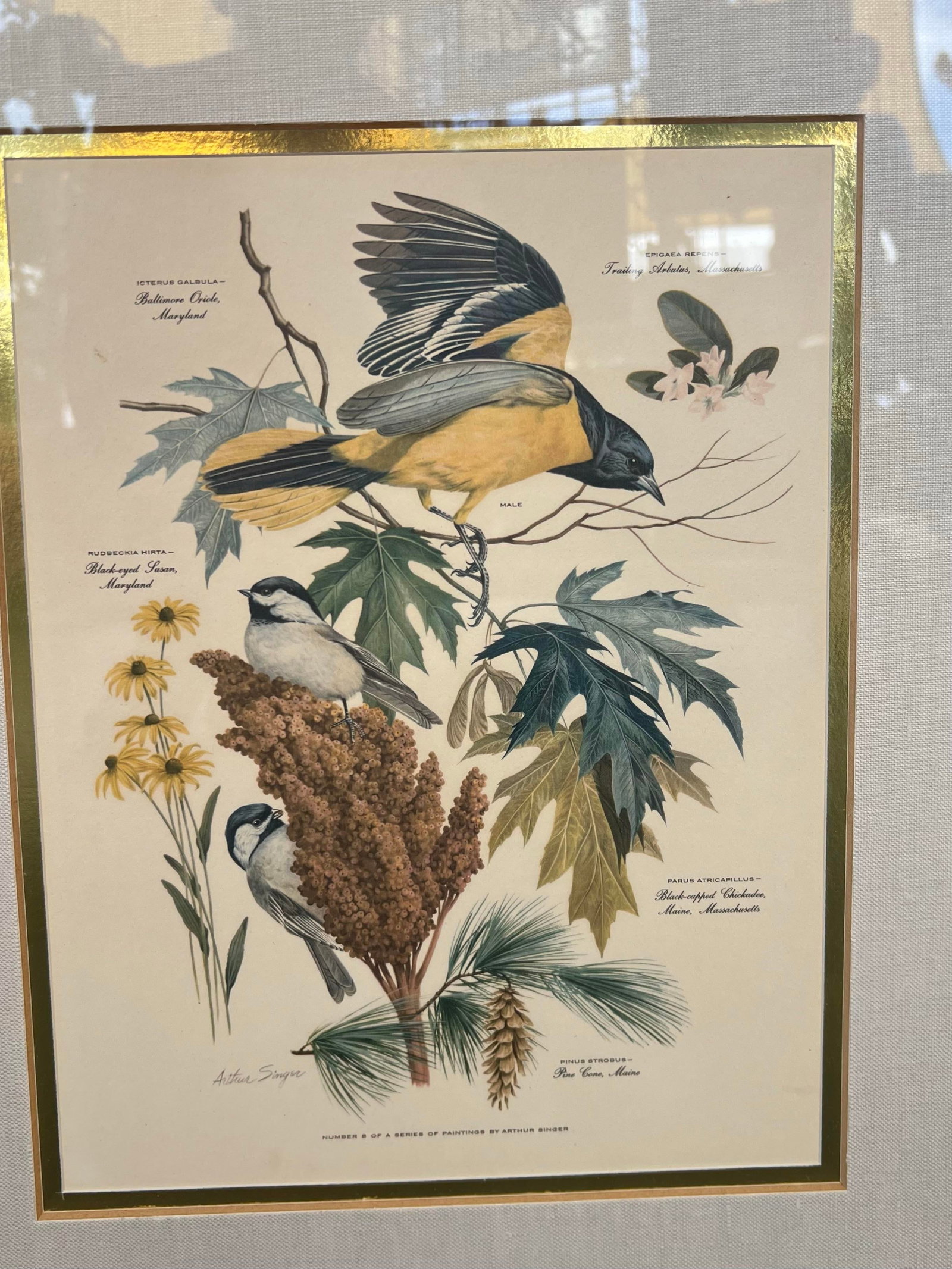 Mid Century Pair of Framed Audubon Bird & Flower Prints Signed Arthur Singer -2 - 8