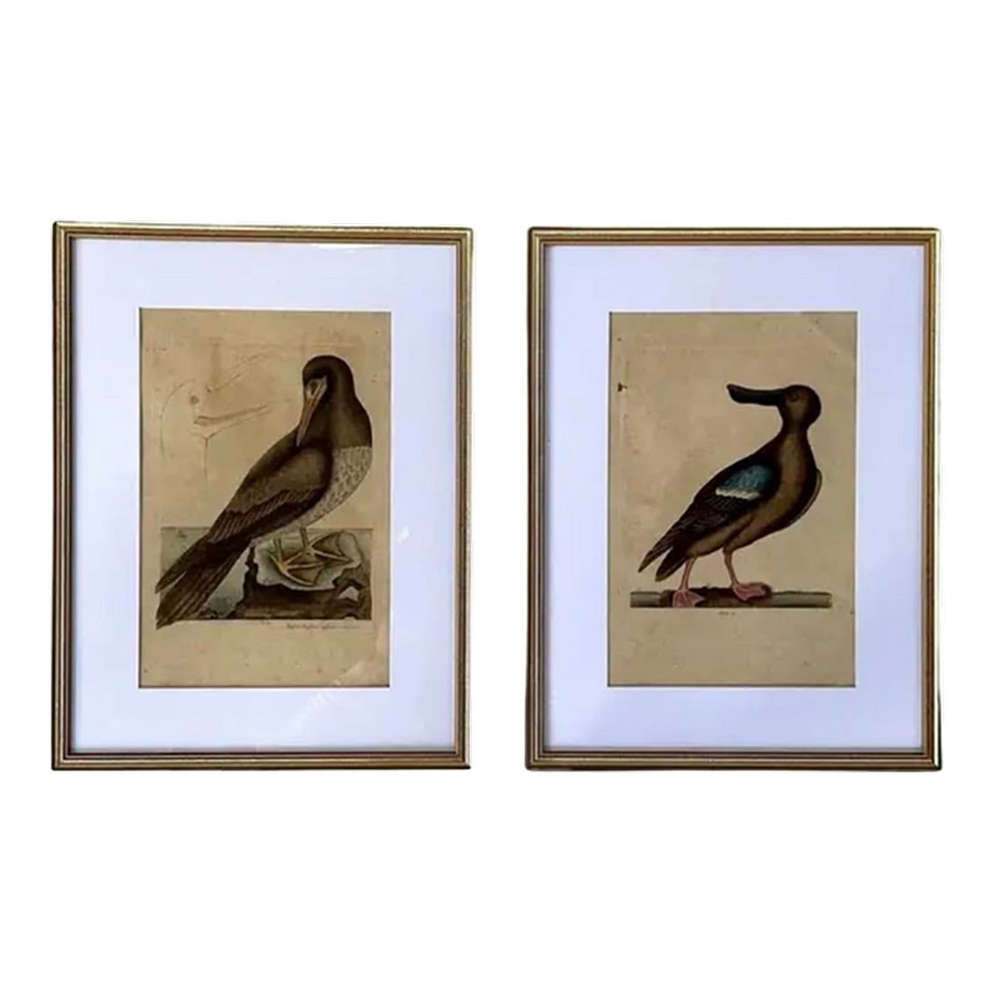 18th Century Framed Engravings by Mark Catesby, Set of Two Birds (1 of 8)