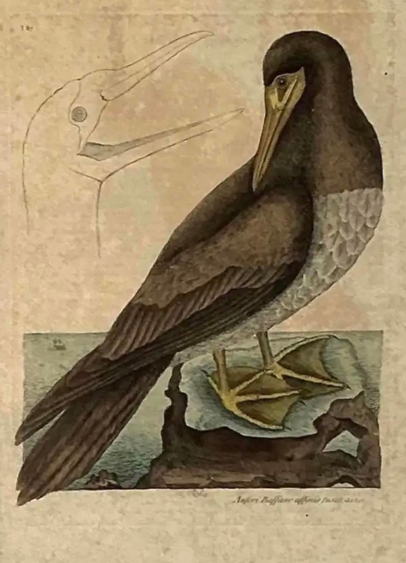 18th Century Framed Engravings by Mark Catesby, Set of Two Birds - 2
