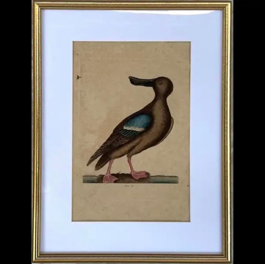 18th Century Framed Engravings by Mark Catesby, Set of Two Birds - 4