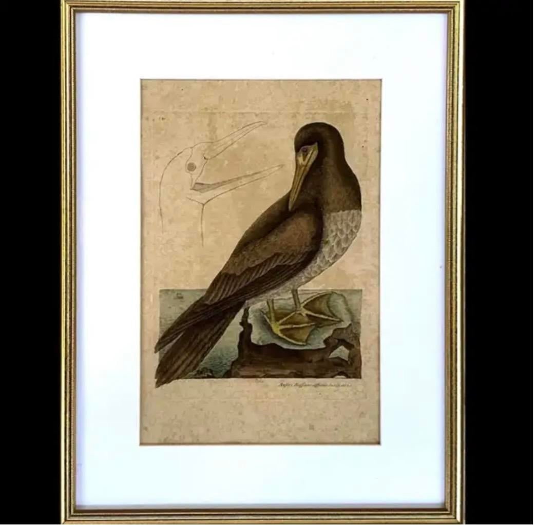 18th Century Framed Engravings by Mark Catesby, Set of Two Birds - 5