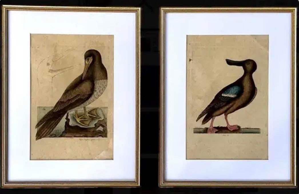 18th Century Framed Engravings by Mark Catesby, Set of Two Birds - 6