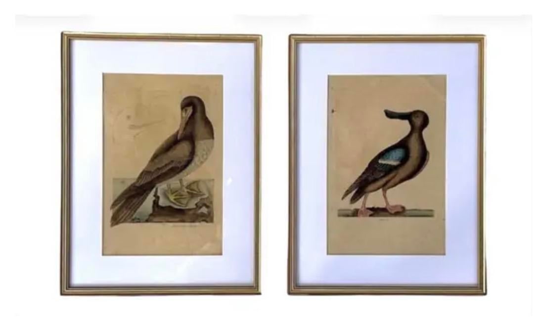 18th Century Framed Engravings by Mark Catesby, Set of Two Birds - 8