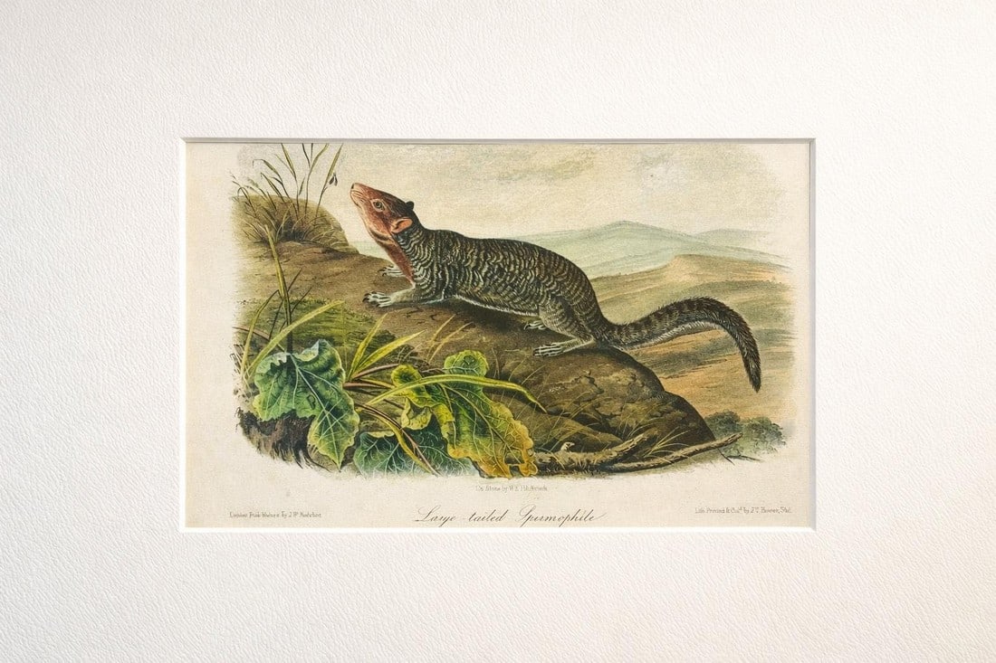 Large-Tailed Ground Squirrel Lithograph – Original Audubon 1st Edition Print, 1842: Original first edition octavo lithograph from John James Audubon'sÂ Quadrupeds of North America, published in 1854, New York.Â Beautiful Ground Squirrel climbing a rock. Spermophile is
