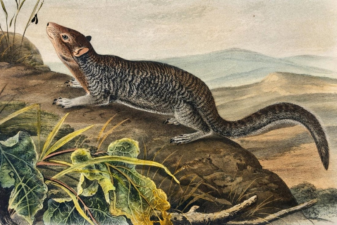 Large-Tailed Ground Squirrel Lithograph – Original Audubon 1st Edition Print, 1842 - 2
