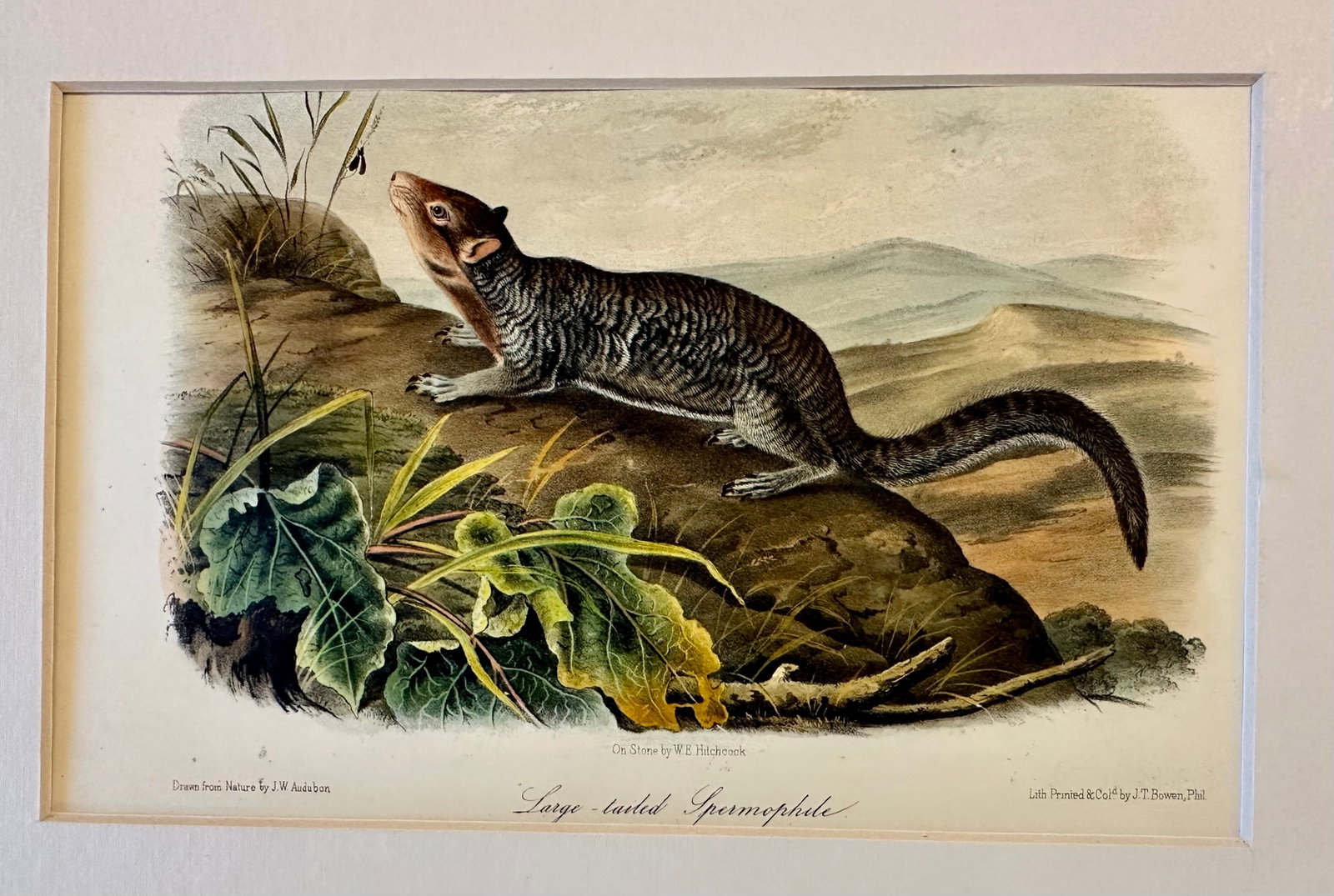 Large-Tailed Ground Squirrel Lithograph – Original Audubon 1st Edition Print, 1842 - 3