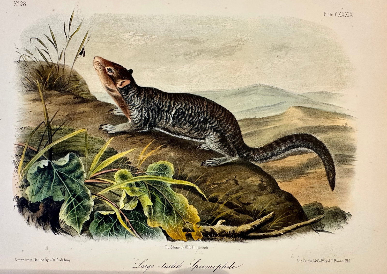 Large-Tailed Ground Squirrel Lithograph – Original Audubon 1st Edition Print, 1842 - 4