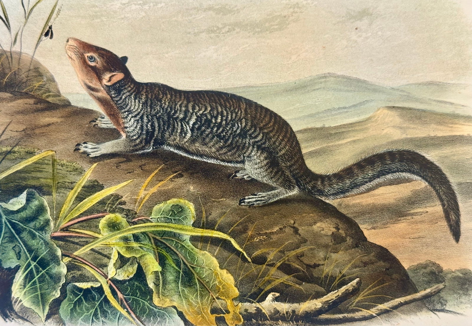 Large-Tailed Ground Squirrel Lithograph – Original Audubon 1st Edition Print, 1842 - 5